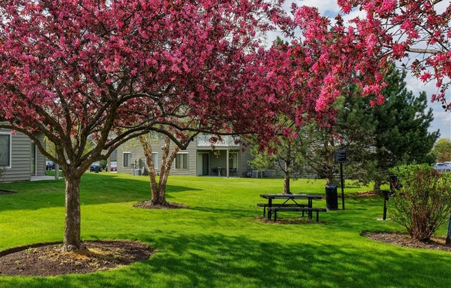 a picnic table under a tree with pink flowers