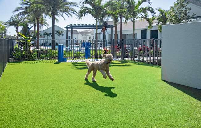 a dog jumping in the air to catch a frisbee in a dog park at Odyssey, Fort Myers