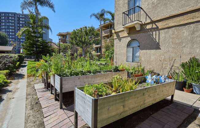 a community garden in front of a building at Huntington Terrace North Senior, California, 92648
