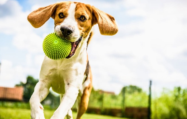 Dog Park