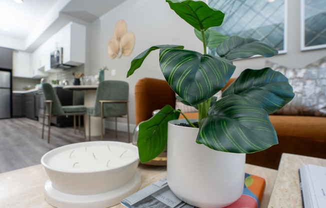 a plant on a table in a living room