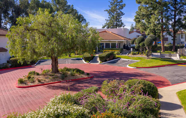 A tree in a landscaped area with a building in the background.