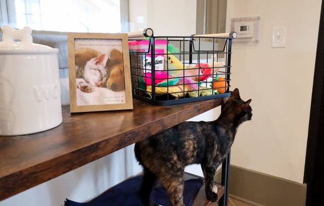 a cat standing on a shelf next to a picture of a cat at The Crest at Acworth, Acworth, GA