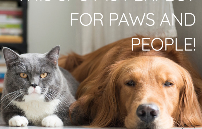 1 bed, 1 bath, 657 sqft, $1,200, Unit A03