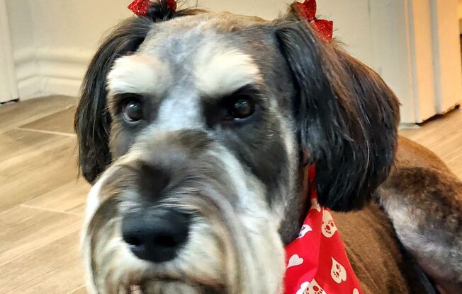 2 beds, 1 bath, 988 sqft, $1,350, Unit Unit 55