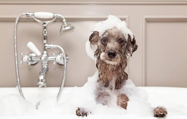 Dog taking bath