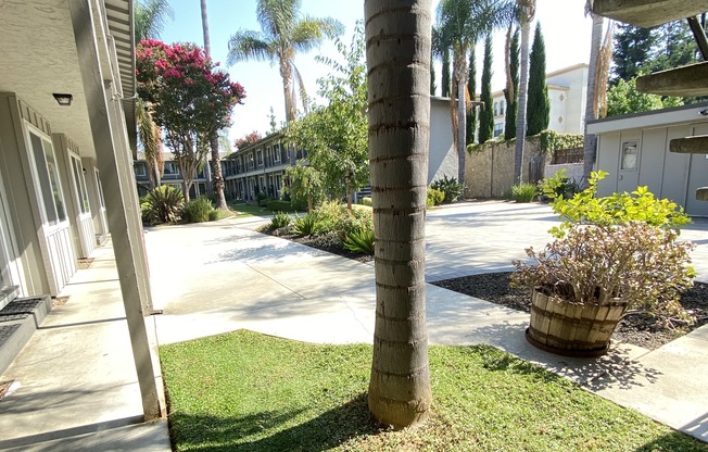 a palm tree in the yard of a house