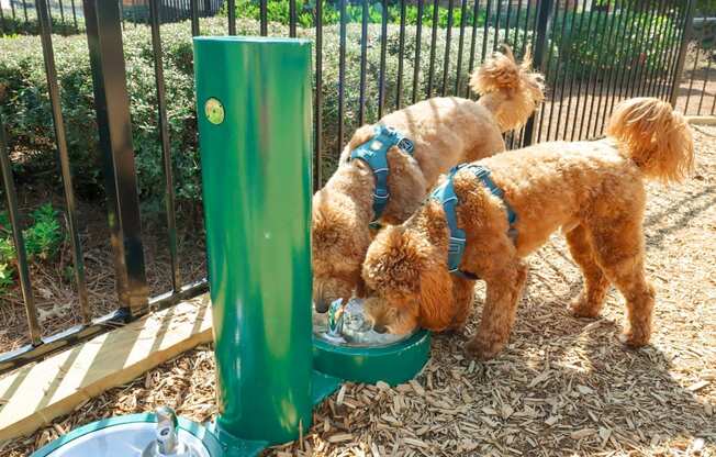 two dogs drinking water from a water fountain