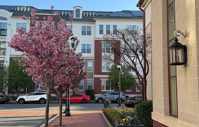 A tree with pink blossoms stands on a sidewalk in front of a building.