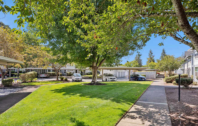 A tree with green leaves is in the middle of a grassy area.