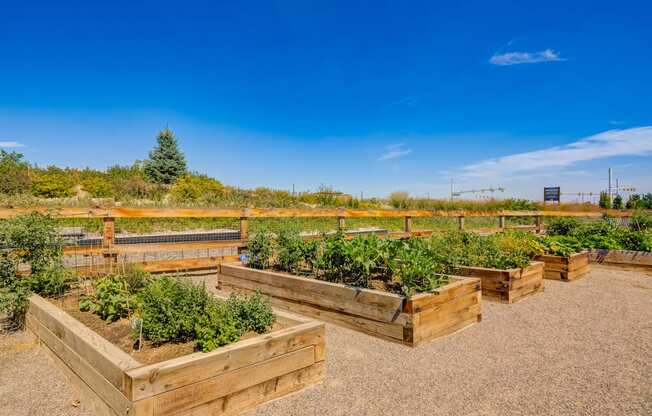 a group of wooden boxes with plants in a garden