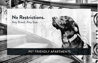 Silver Bell Apartments pet friendly