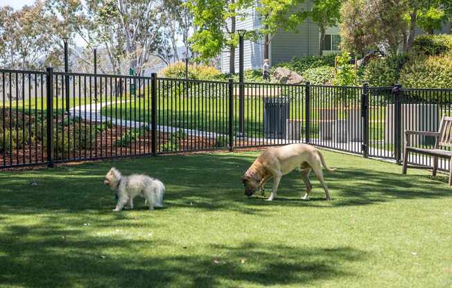Two dogs playing in a fenced yard.