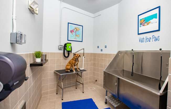 Dog Wash room with dog sitting underneath hair dryer. Large dog wash tub located inside.