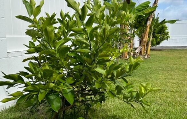 Available on 12/16/25, spacious 1570 sq ft, 3 Bedrooms, 2 Baths, 2 Car Garage Single-Family Home in Kailua