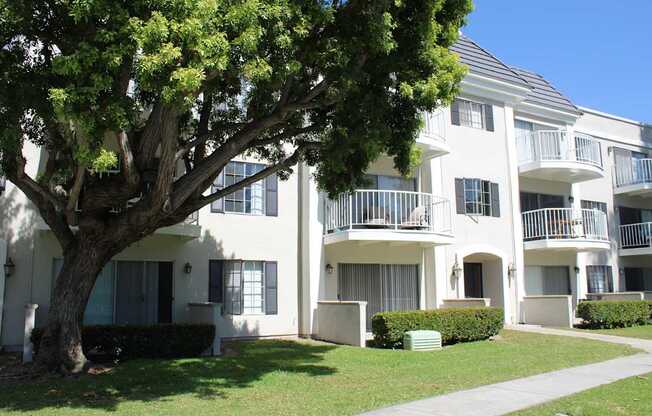 A tree in front of a white building with balconies.