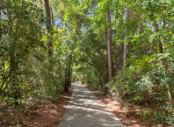 A concrete walkway leads through a forest.