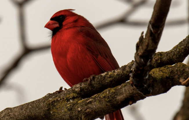 Palladium RedBird
