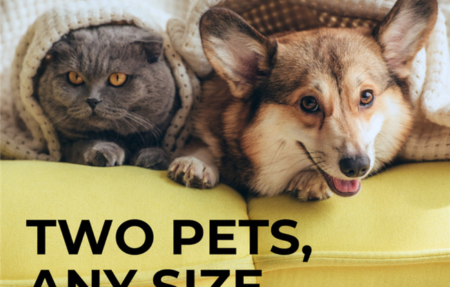 Pet Friendly