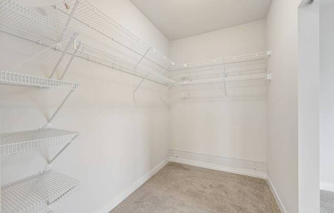 Empty walk-in closet with white shelving and carpeted floor.