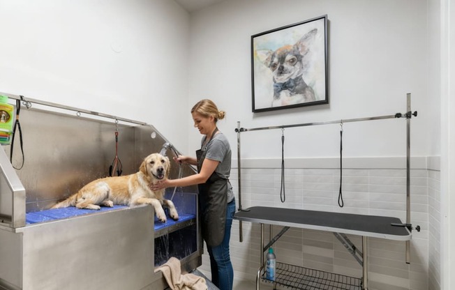 A woman is grooming a dog in a grooming station.