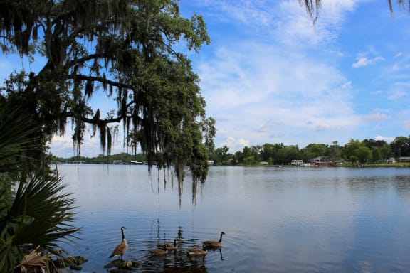 Large tree with Spanish moss and geese swimming in the riverat Preserve at Cedar River Apartments, Jacksonville, FL