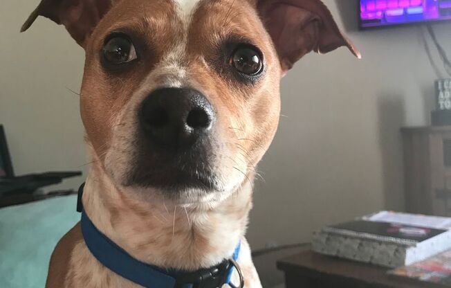 2 beds, 1 bath, 1,115 sqft, $1,415, Unit 1800-253