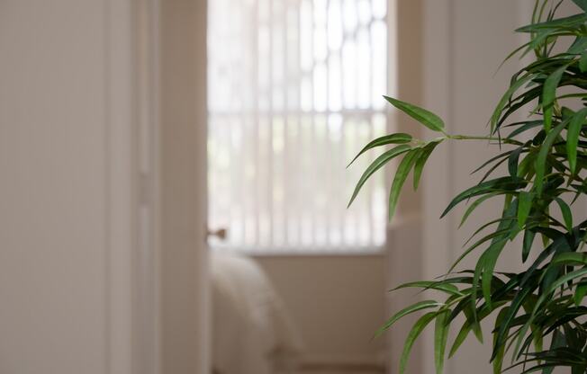 a room with a plant and a window