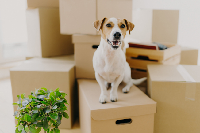 How to Find a Pet-Friendly Apartment