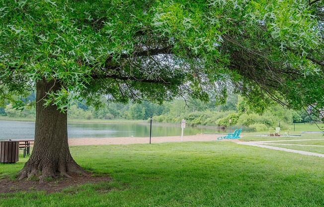 a tree by a beach next to a lake