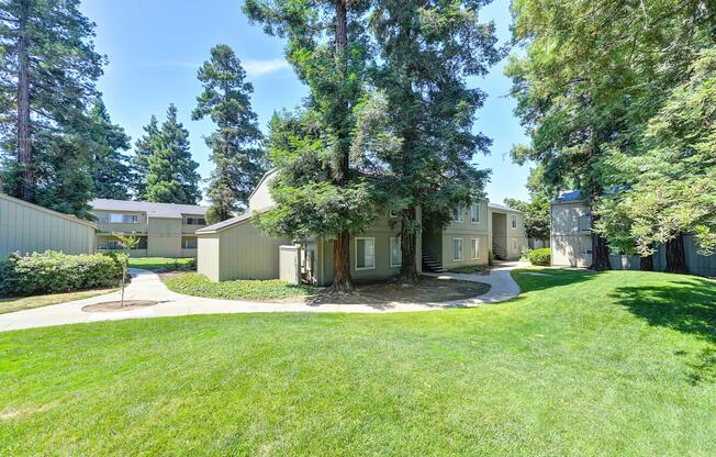 Lawn with Tall Pine Trees.jpg