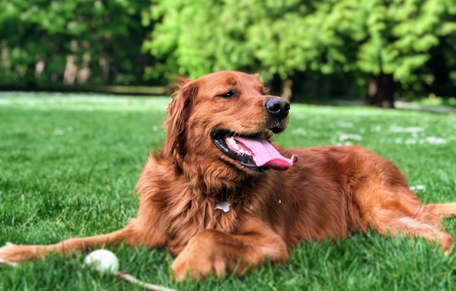 Golden Retriever in Grass with Ball