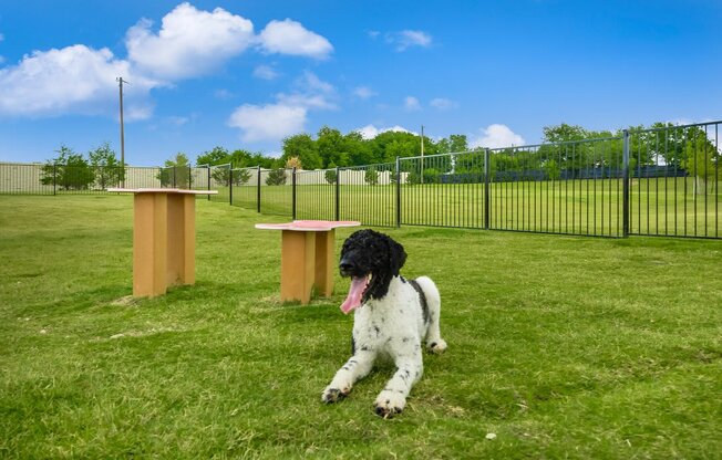 Dog in the park at Villages 3Eighty, Little Elm