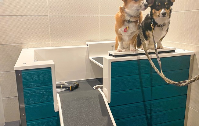 Pamper Your Canine Roommates in the Pet Spa Located in Phase I