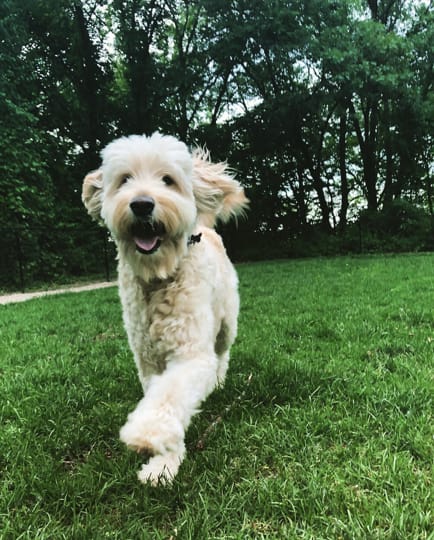 Dog Park