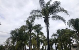 1 bed, 1 bath, 505 sqft, $1,700, Unit 6692B