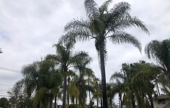 1 bed, 1 bath, 505 sqft, $1,700, Unit 6692B