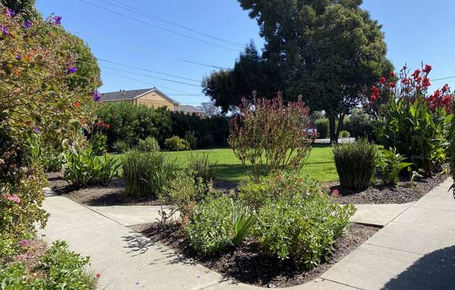 San Lorenzo Apartments Landscaping