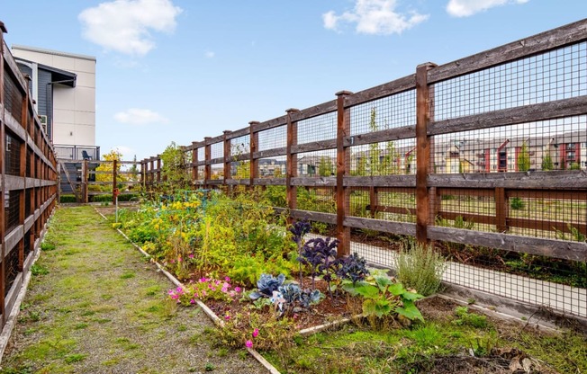 Pea Patch at Discovery West, Issaquah, Washington