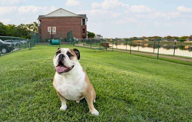 a dog sitting on a grassy field in front of a building