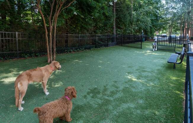 Dog Park