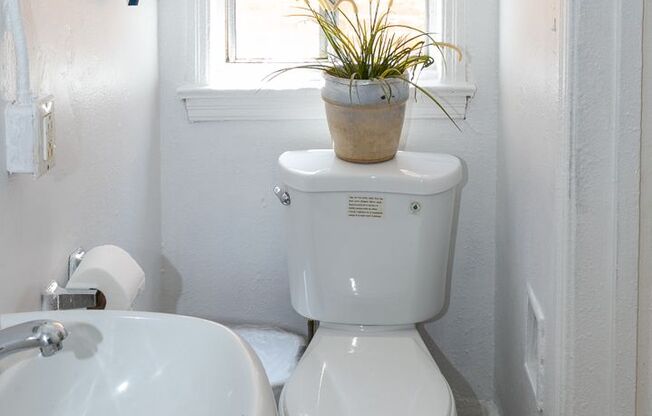 Studio, 1 bath, 196 sqft, $1,095, Unit 19