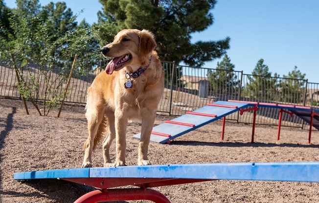 a dog standing on a board in a dog park