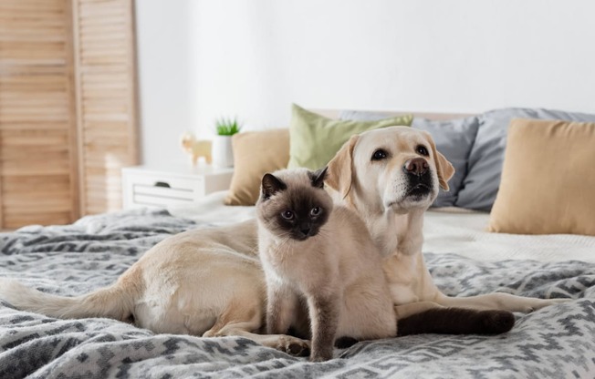 a dog and a cat sitting on a bed
