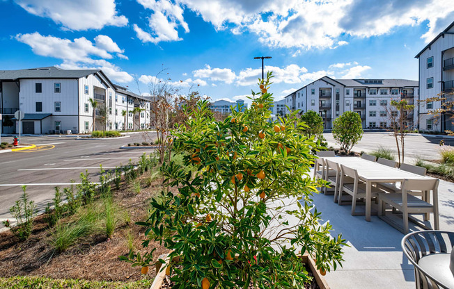A tree with oranges growing on it is in the foreground of a sunny courtyard.