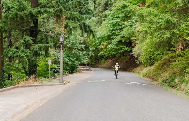 A person riding a bicycle down a tree-lined road.