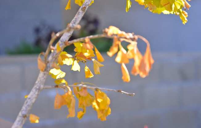 Mar Vista Lofts- Lush Landscaping