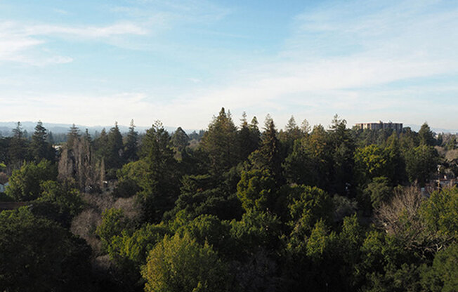 view of trees l Ryan Tower Apartments in San Mateo CA
