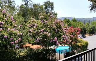 Welcome to Los Gatos Heights