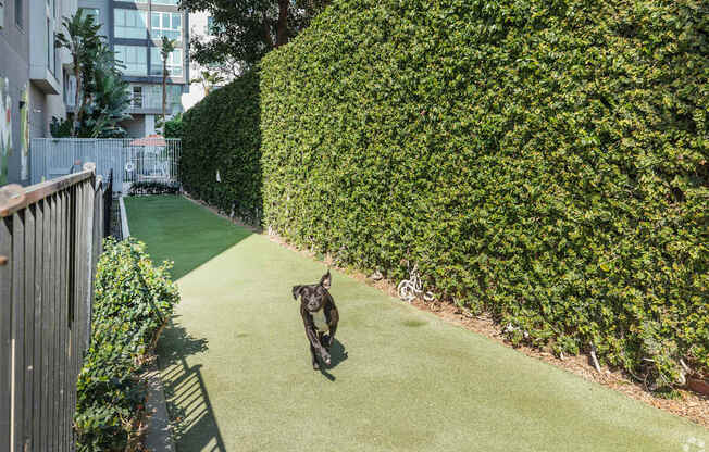 A dog is running on a green lawn.